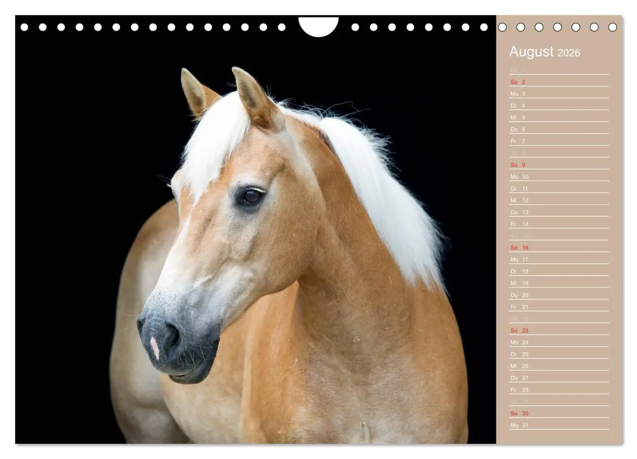 Bild: 9783516148268 | Haflinger / Geburtstagskalender (Wandkalender 2026 DIN A4 quer),...