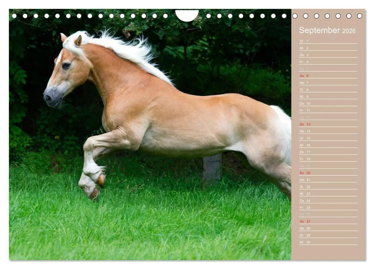 Bild: 9783516148268 | Haflinger / Geburtstagskalender (Wandkalender 2026 DIN A4 quer),...