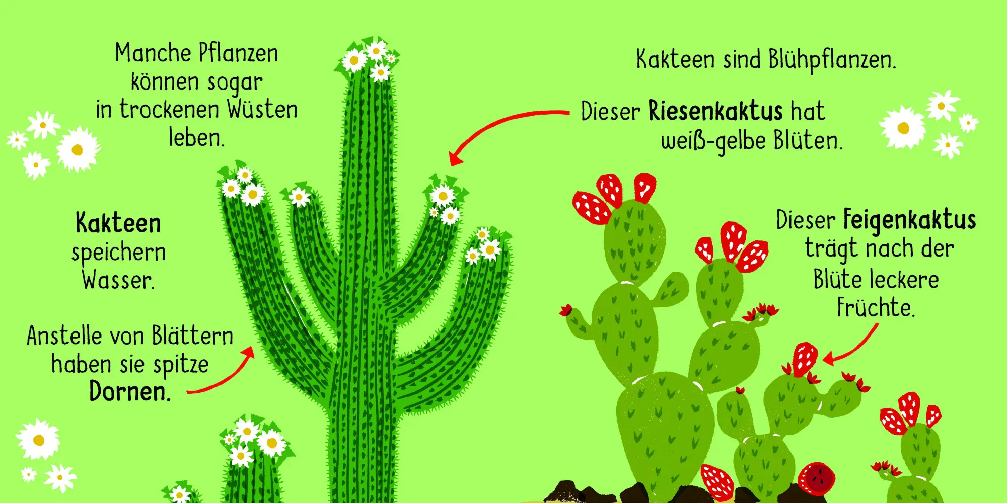 Bild: 9783411708468 | 50 Wörter über die Natur - Pflanzen | Tara Pegley-Stanger | Buch