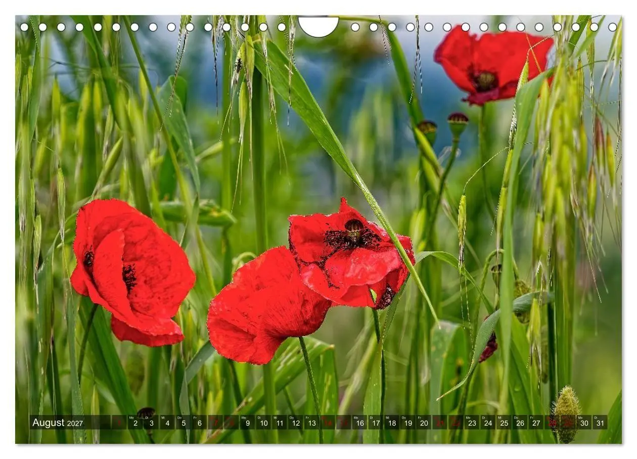 Bild: 9783594348468 | Erlebnis Toskana - Landschaften (Wandkalender 2027 DIN A4 quer),...