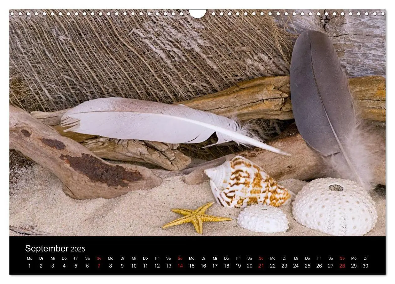 Bild: 9783435688968 | Strandgut und Meer 2025 (Wandkalender 2025 DIN A3 quer), CALVENDO...