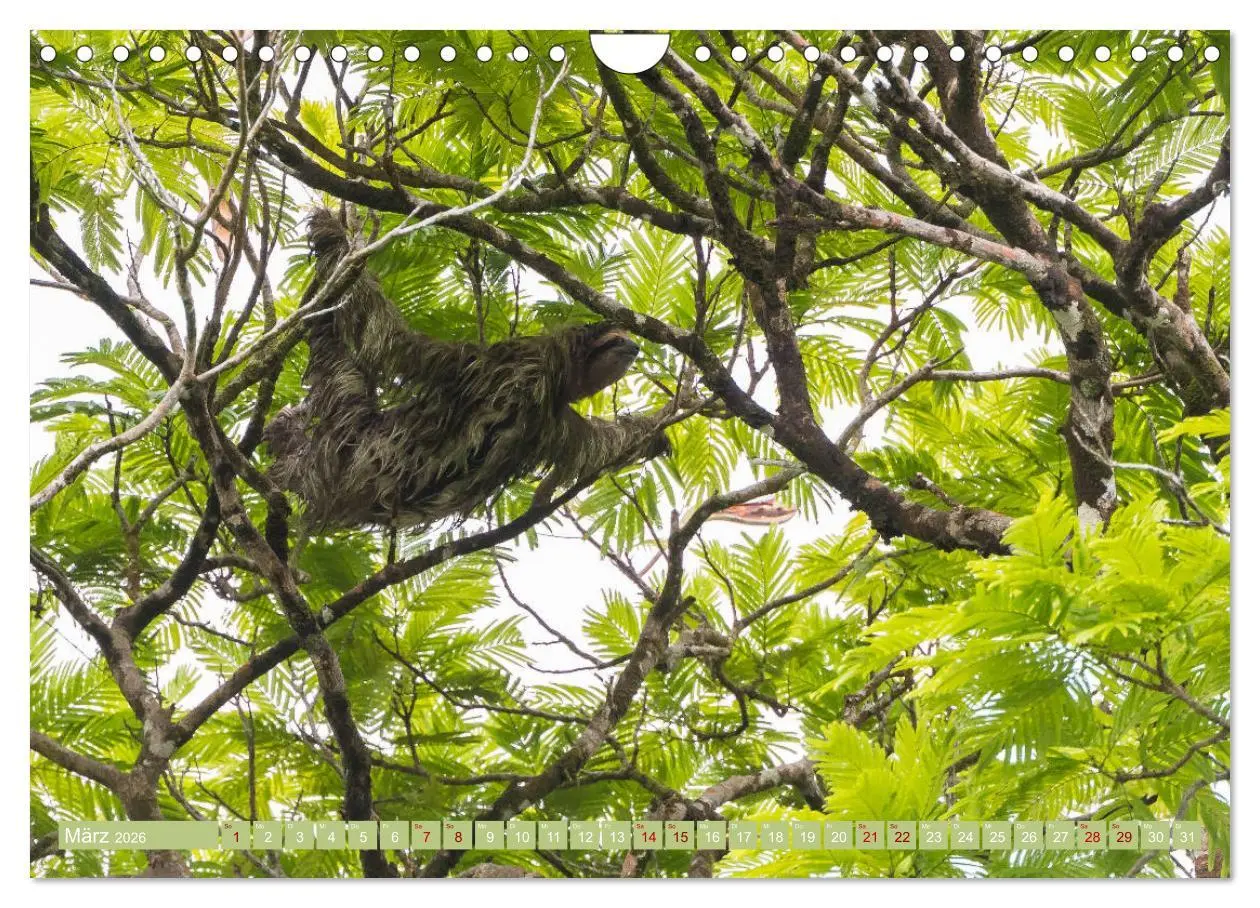 Bild: 9783457848968 | Farbenfrohes Costa Rica (Wandkalender 2026 DIN A4 quer), CALVENDO...