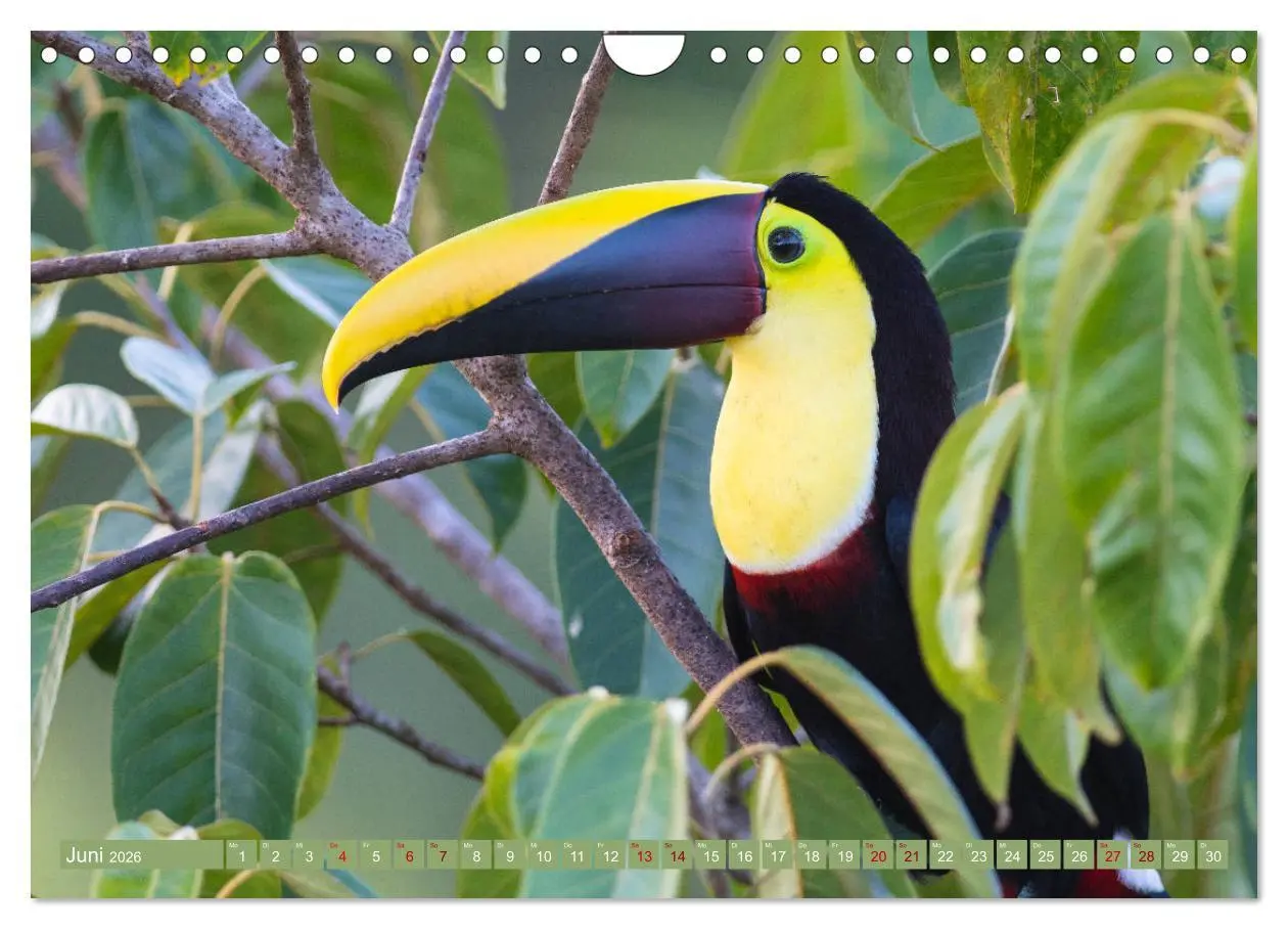 Bild: 9783457848968 | Farbenfrohes Costa Rica (Wandkalender 2026 DIN A4 quer), CALVENDO...