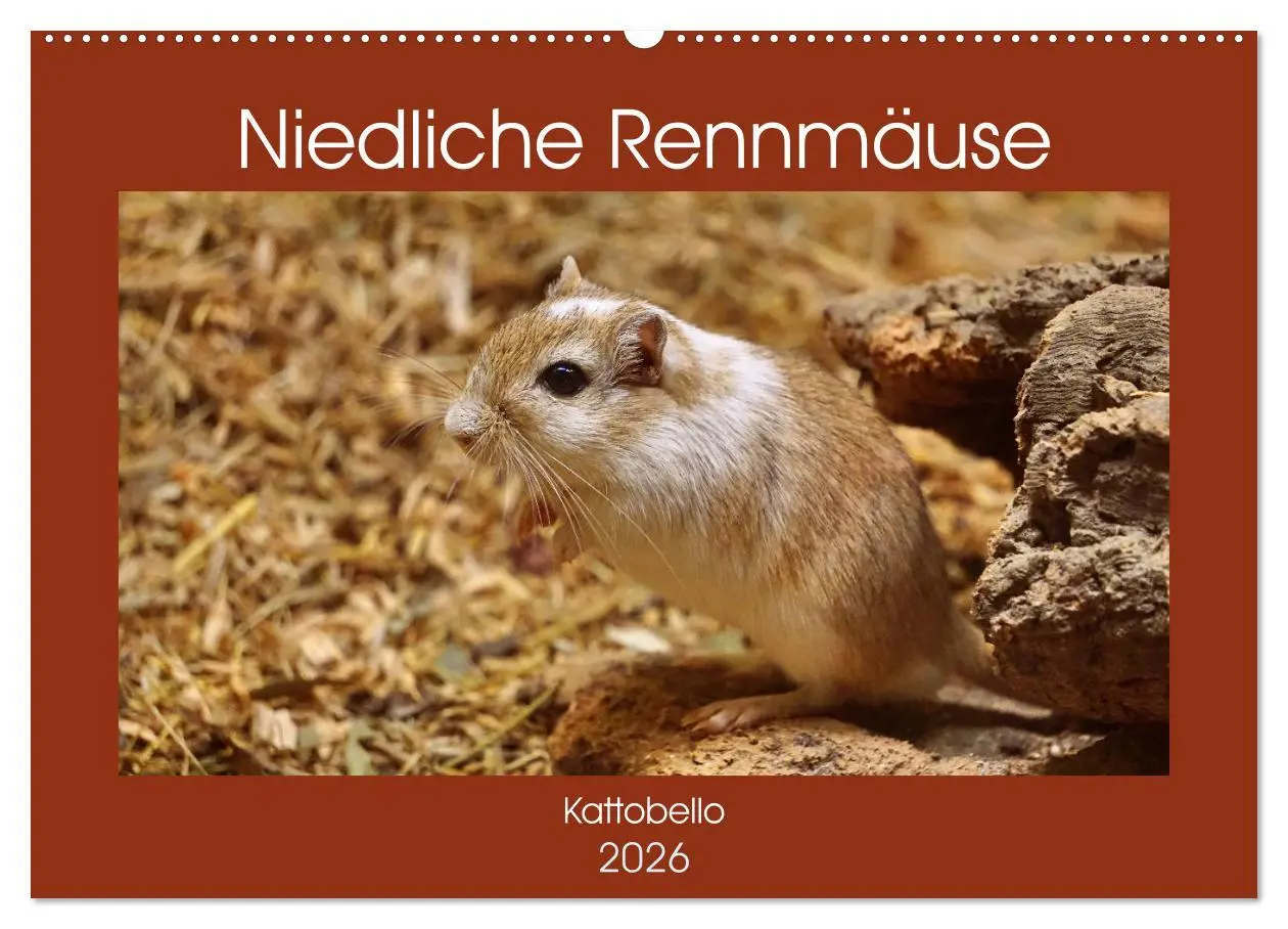 Cover: 9783457739068 | Niedliche Rennmäuse (Wandkalender 2026 DIN A2 quer), CALVENDO...