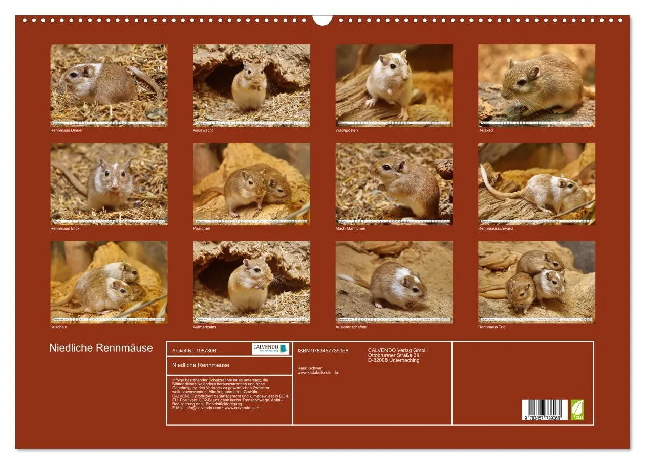 Bild: 9783457739068 | Niedliche Rennmäuse (Wandkalender 2026 DIN A2 quer), CALVENDO...