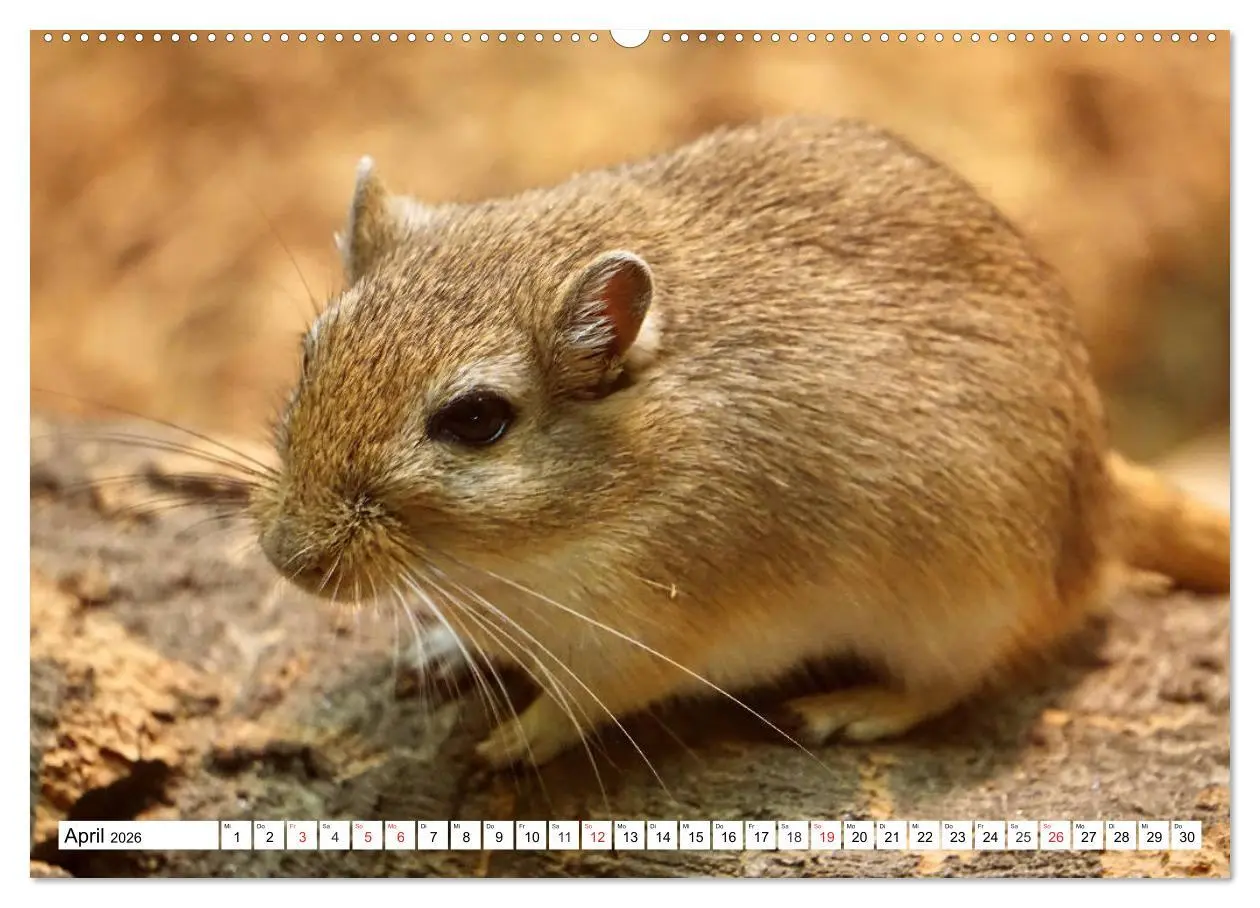 Bild: 9783457739068 | Niedliche Rennmäuse (Wandkalender 2026 DIN A2 quer), CALVENDO...