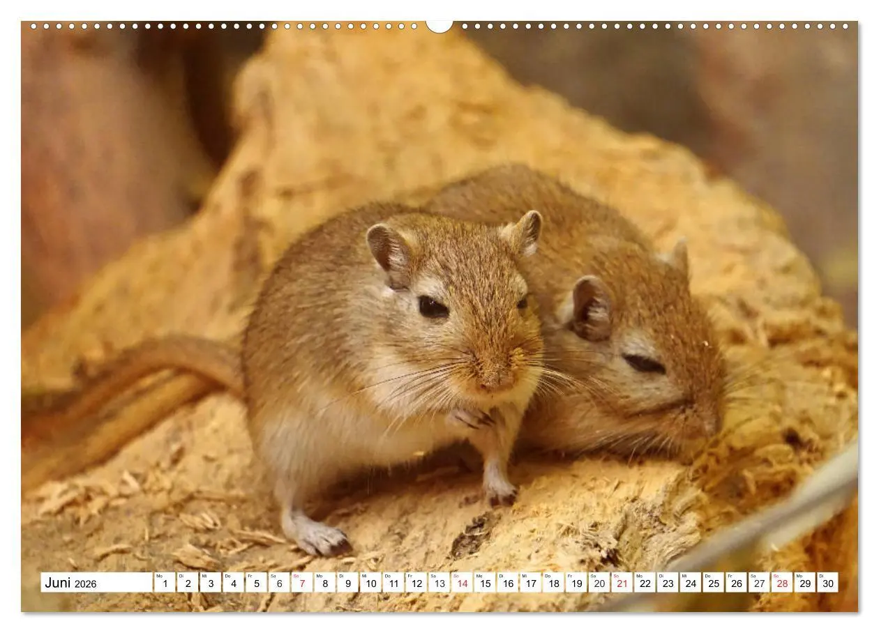 Bild: 9783457739068 | Niedliche Rennmäuse (Wandkalender 2026 DIN A2 quer), CALVENDO...