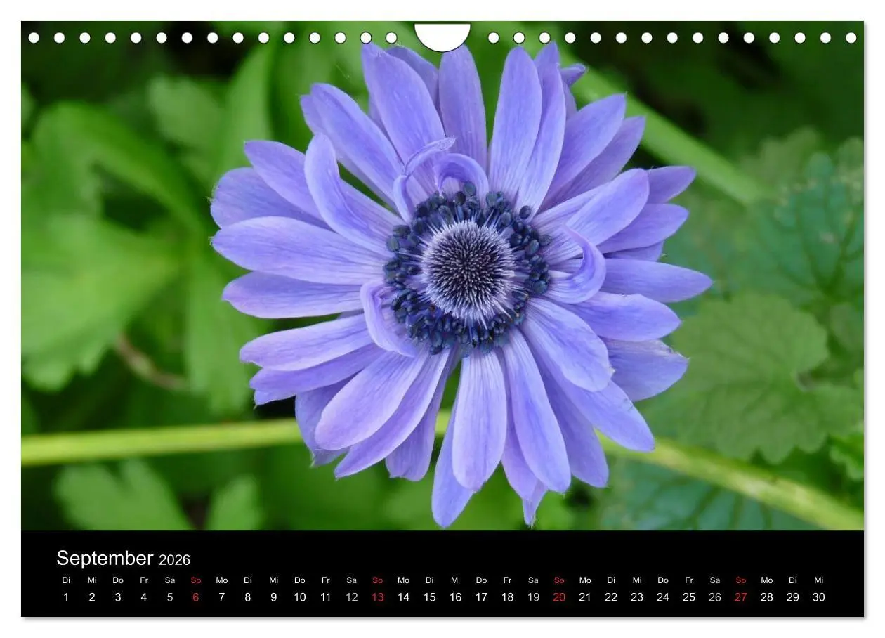 Bild: 9783457979068 | land und leben (Wandkalender 2026 DIN A4 quer), CALVENDO...