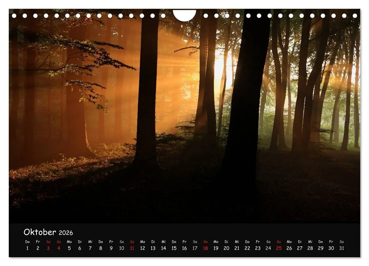 Bild: 9783516209068 | Lichter im Wald (Wandkalender 2026 DIN A4 quer), CALVENDO...