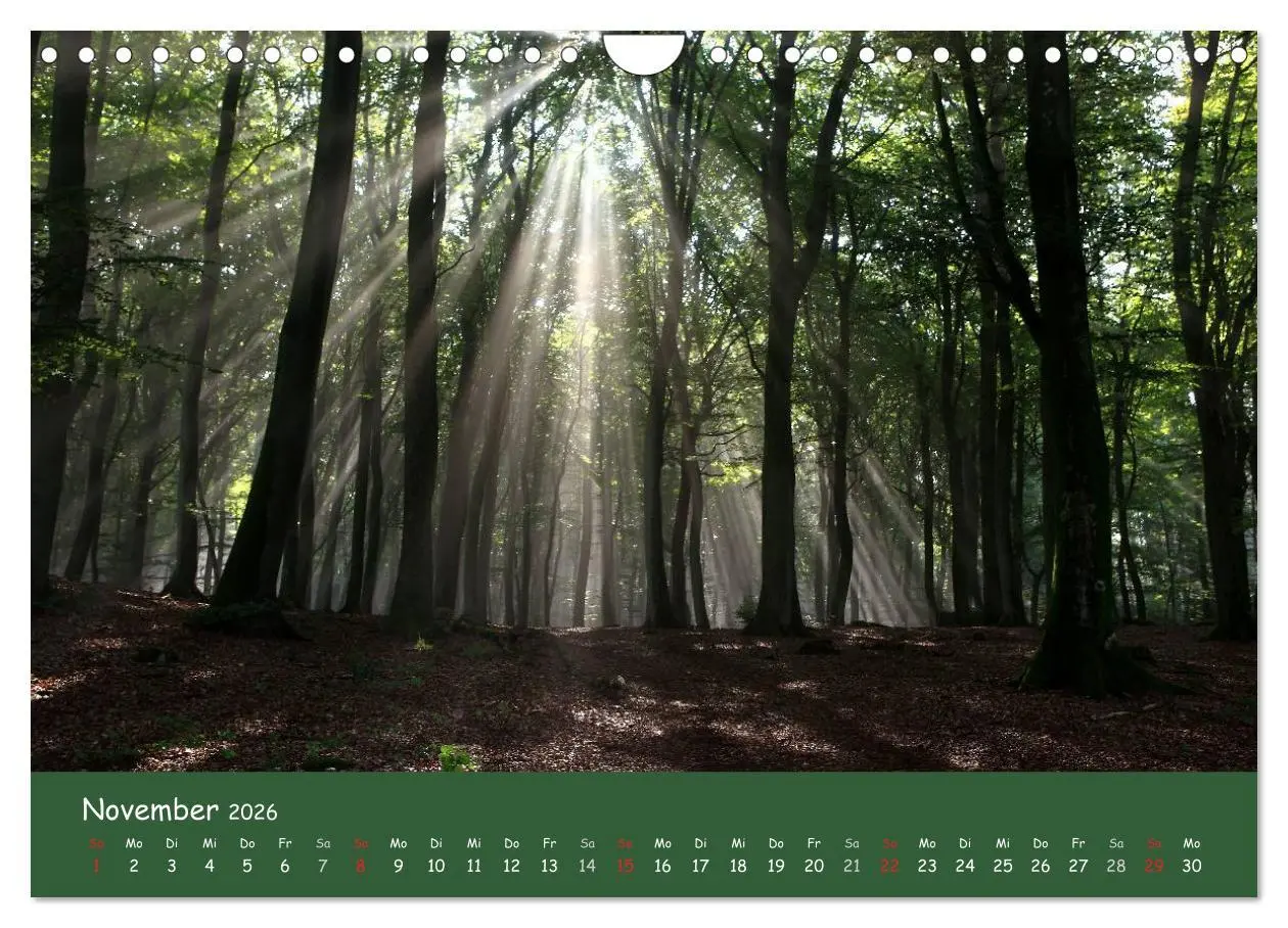 Bild: 9783516209068 | Lichter im Wald (Wandkalender 2026 DIN A4 quer), CALVENDO...