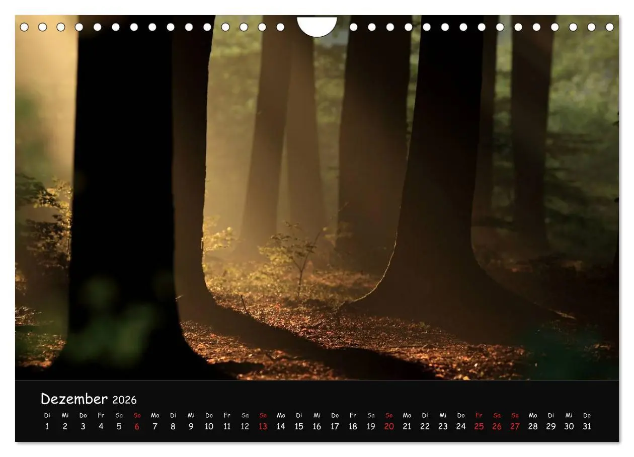 Bild: 9783516209068 | Lichter im Wald (Wandkalender 2026 DIN A4 quer), CALVENDO...