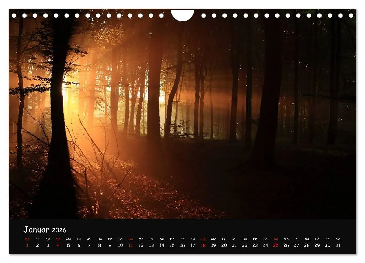 Bild: 9783516209068 | Lichter im Wald (Wandkalender 2026 DIN A4 quer), CALVENDO...
