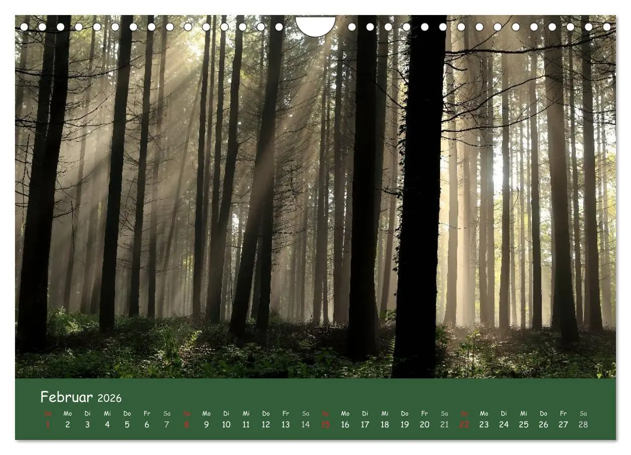 Bild: 9783516209068 | Lichter im Wald (Wandkalender 2026 DIN A4 quer), CALVENDO...