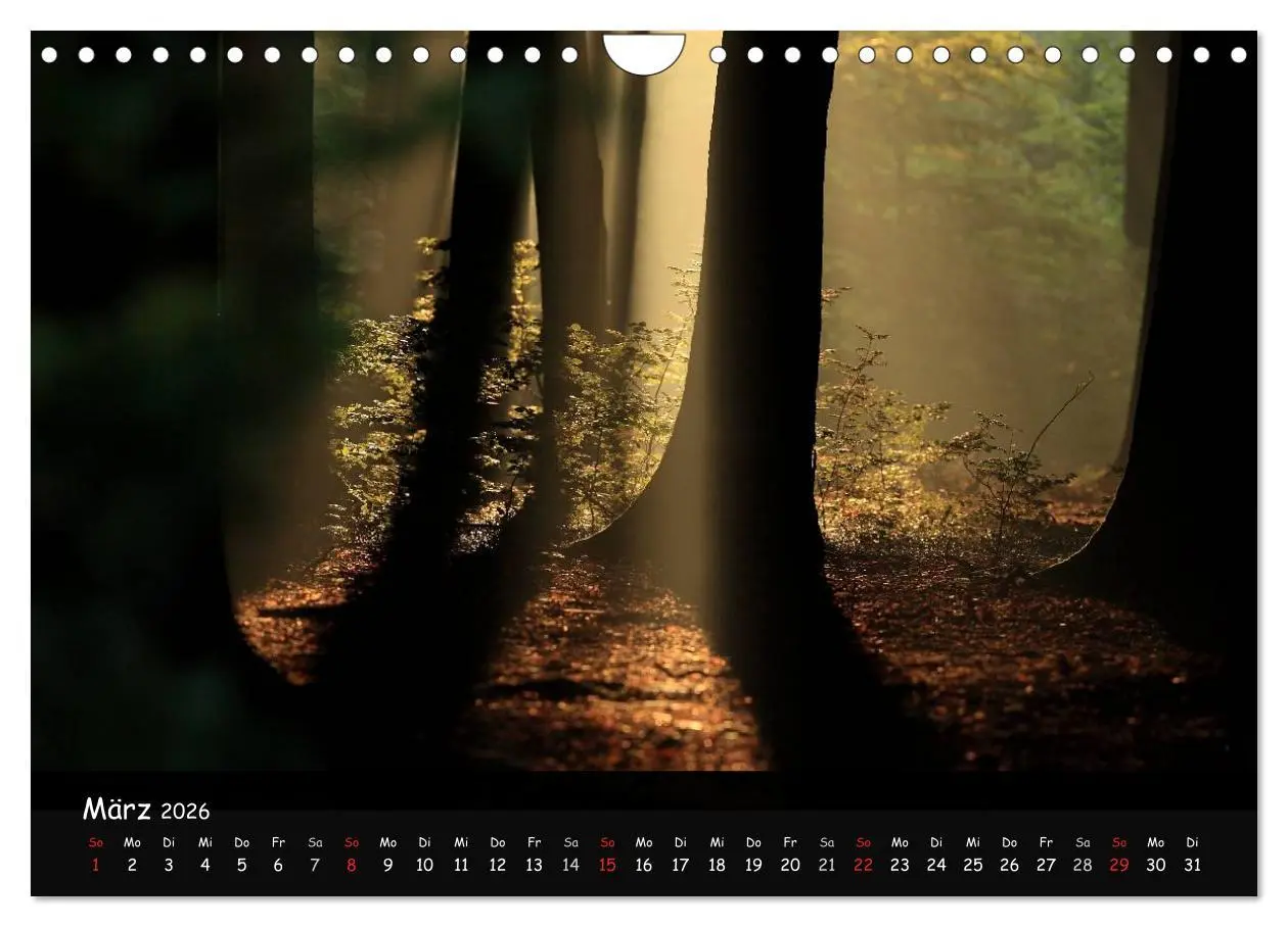 Bild: 9783516209068 | Lichter im Wald (Wandkalender 2026 DIN A4 quer), CALVENDO...