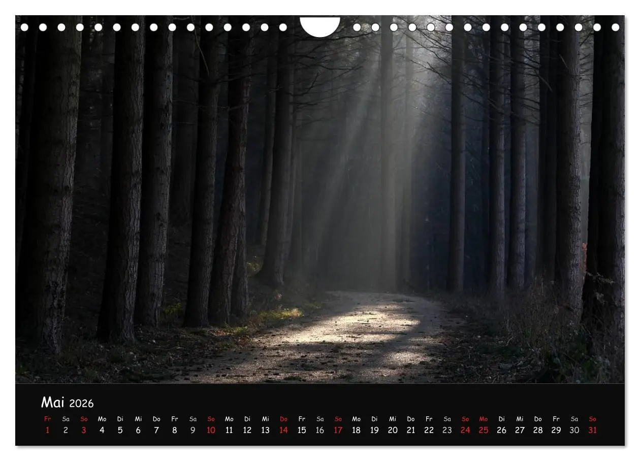 Bild: 9783516209068 | Lichter im Wald (Wandkalender 2026 DIN A4 quer), CALVENDO...