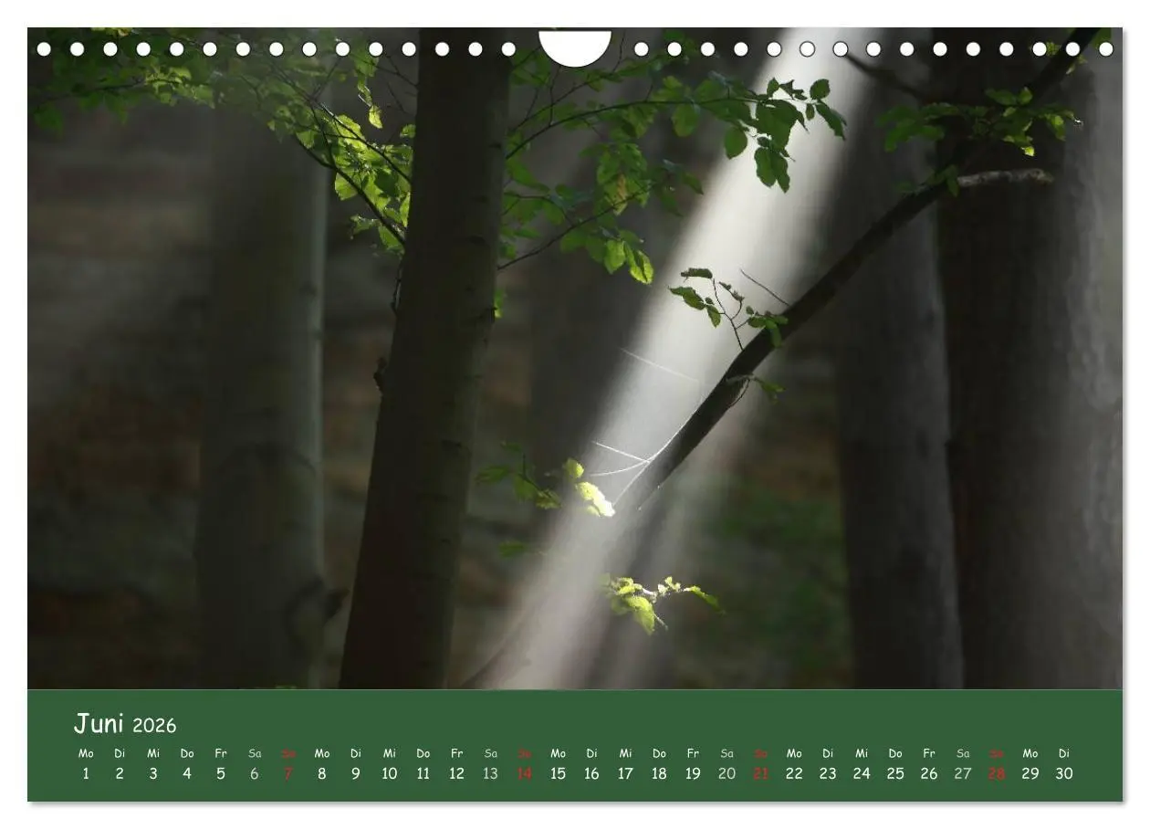 Bild: 9783516209068 | Lichter im Wald (Wandkalender 2026 DIN A4 quer), CALVENDO...