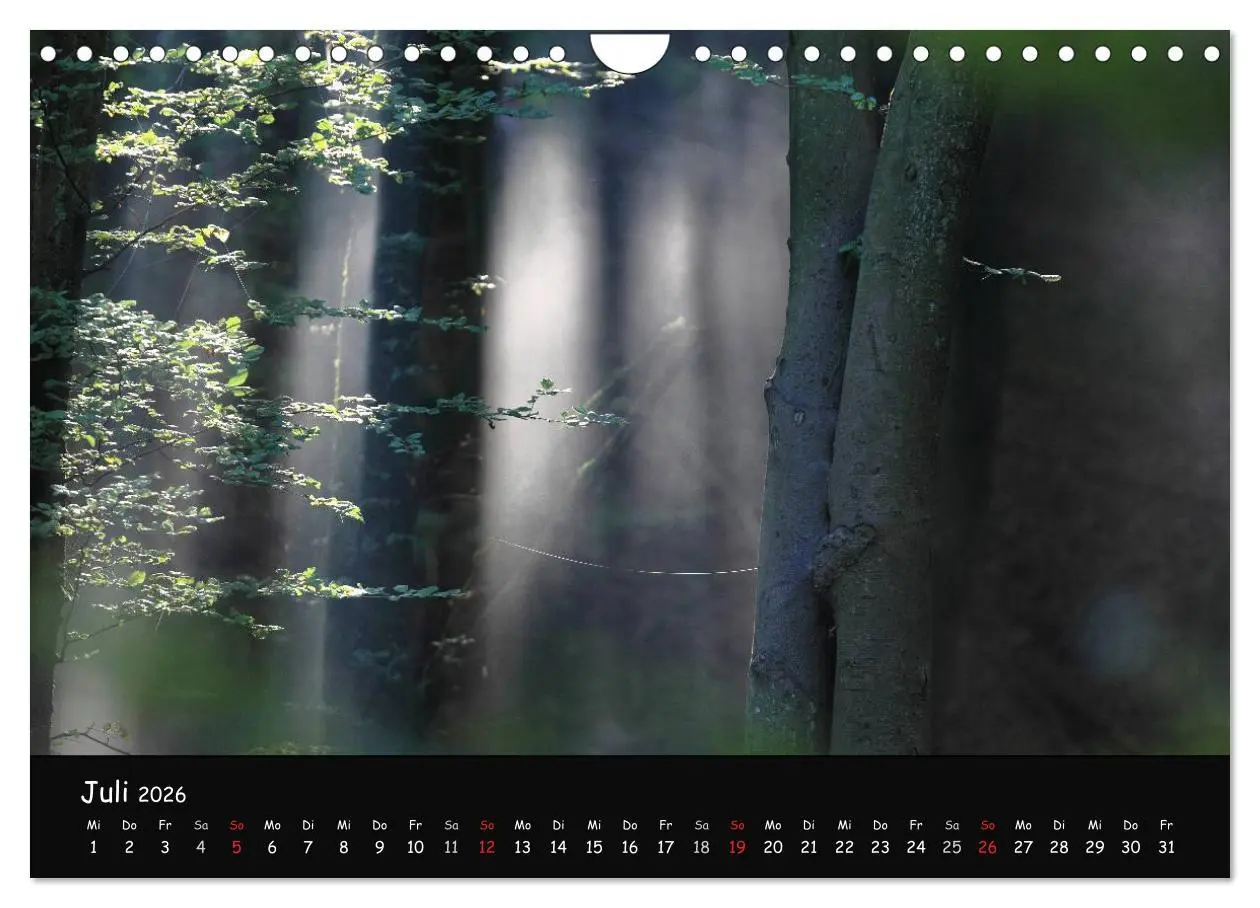 Bild: 9783516209068 | Lichter im Wald (Wandkalender 2026 DIN A4 quer), CALVENDO...