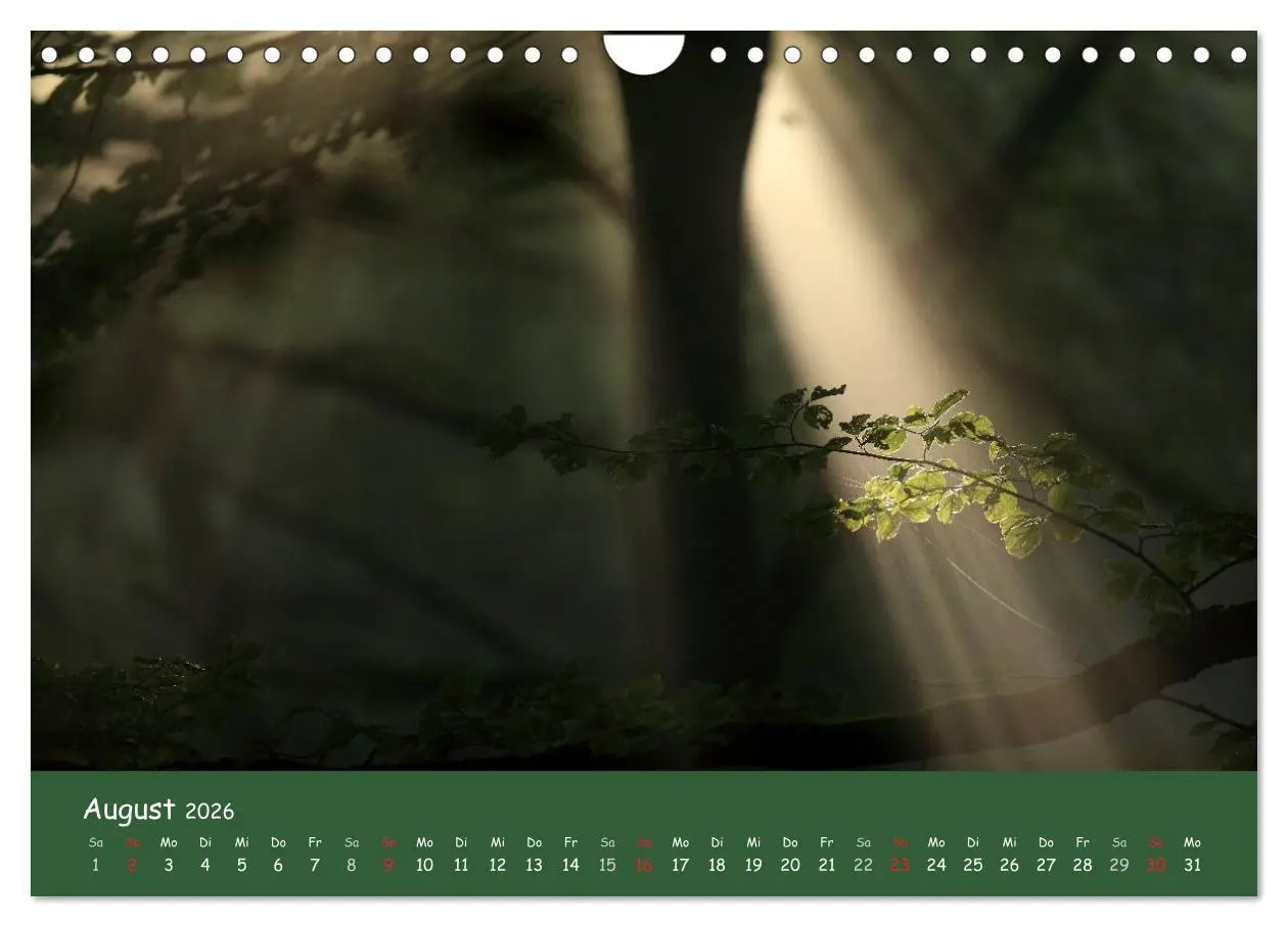 Bild: 9783516209068 | Lichter im Wald (Wandkalender 2026 DIN A4 quer), CALVENDO...