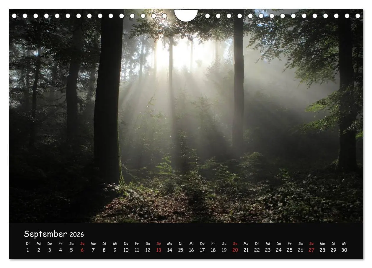 Bild: 9783516209068 | Lichter im Wald (Wandkalender 2026 DIN A4 quer), CALVENDO...