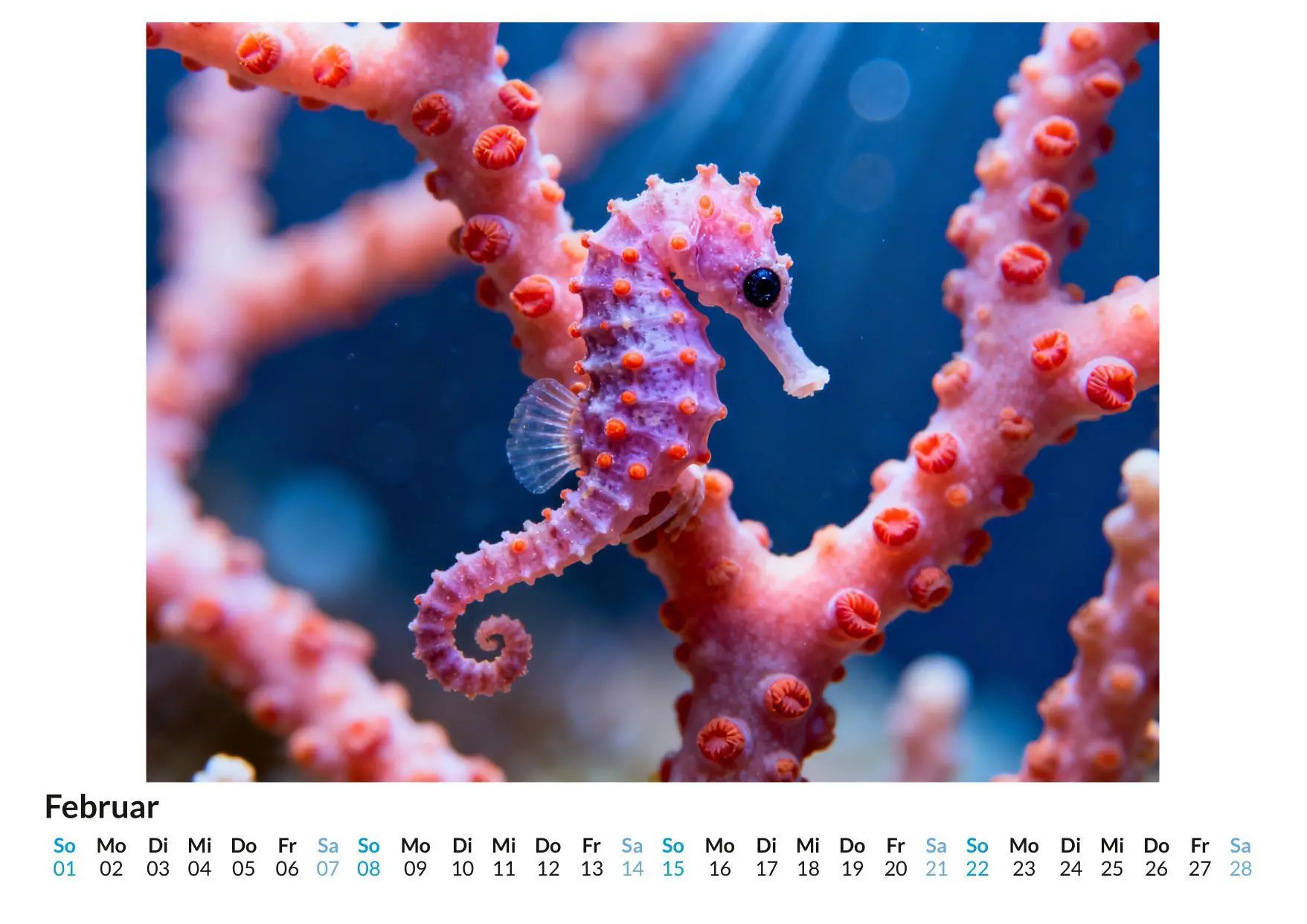 Bild: 9783695329168 | Seepferdchen | Clara Günther | Kalender | Deutsch | 2026 | FlipFlop