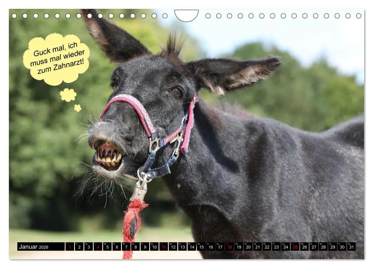 Bild: 9783457639368 | Wenn Tiere sprechen könnten! Der lustige Sprüche Kalender...