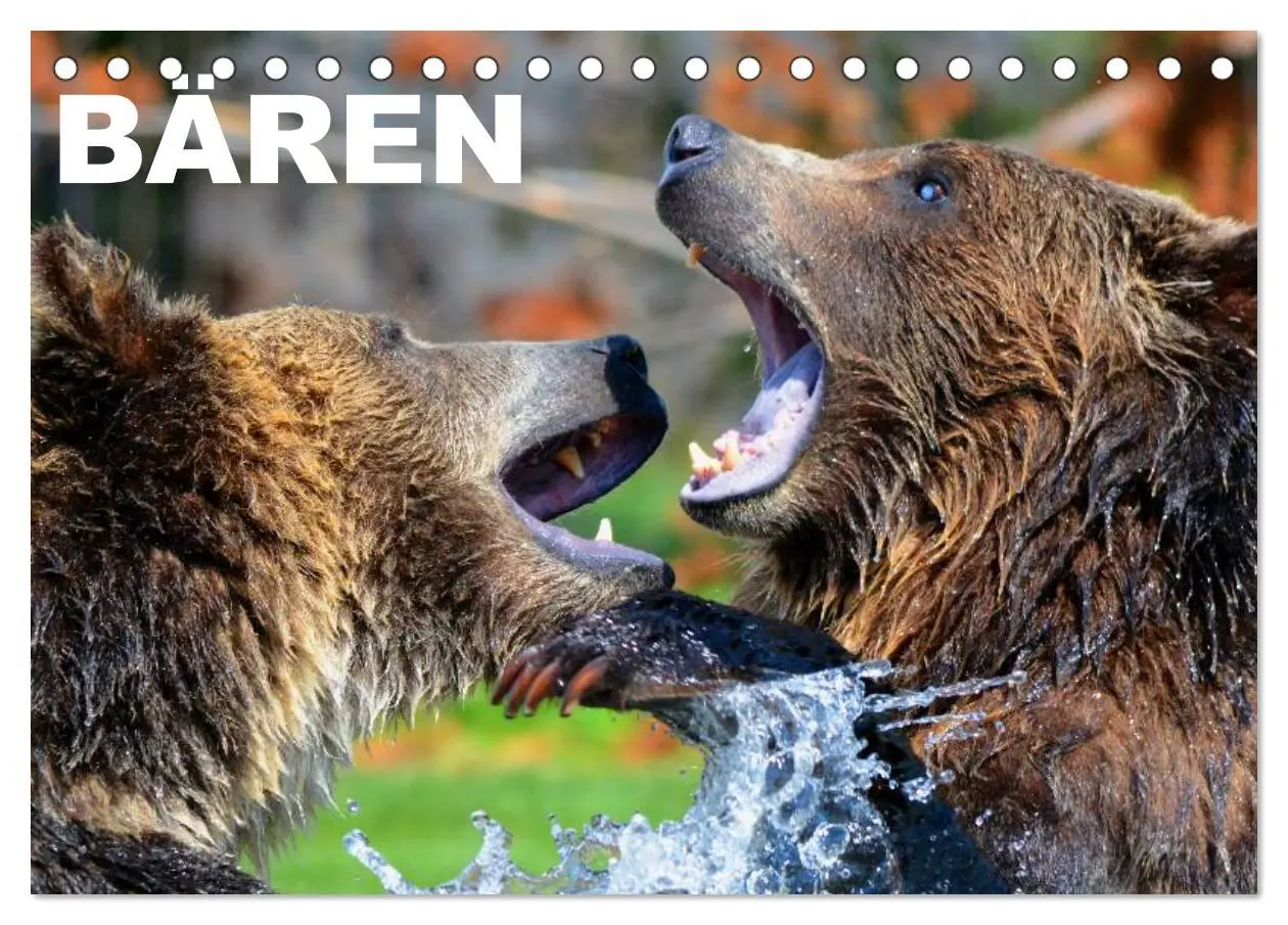 Cover: 9783516109368 | Bären (Tischkalender 2026 DIN A5 quer), CALVENDO Monatskalender | 2026