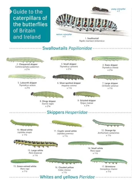 Cover: 9781908819468 | Guide to caterpillars of the butterflies of Britain and Ireland | Buch