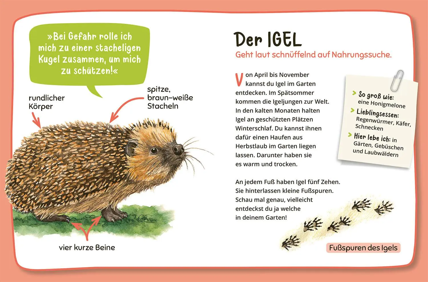Bild: 9783440179468 | Mein erster Naturführer Was lebt im Garten? | Julia Hiller | Buch
