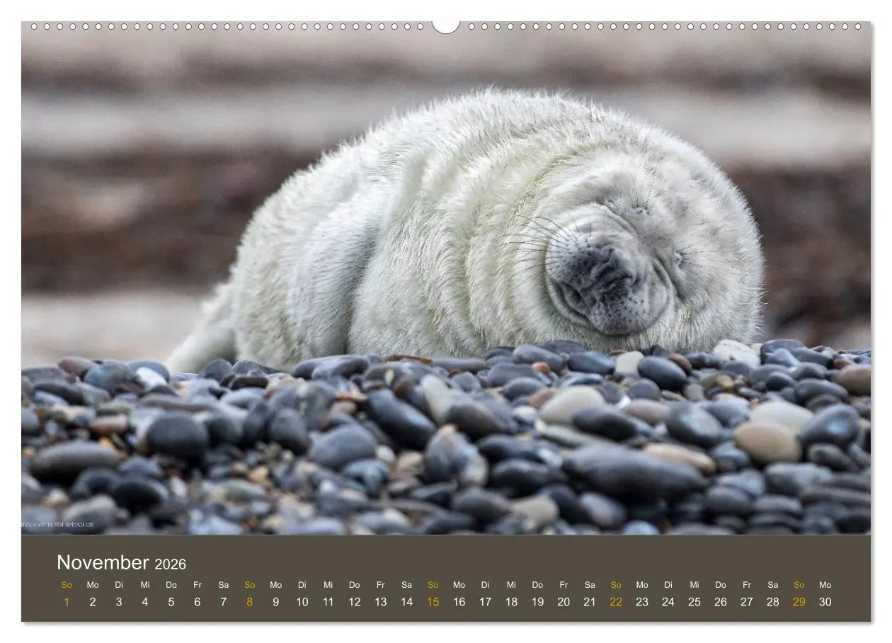 Bild: 9783457939468 | Robben auf der Helgoländer Düne (Wandkalender 2026 DIN A2 quer),...