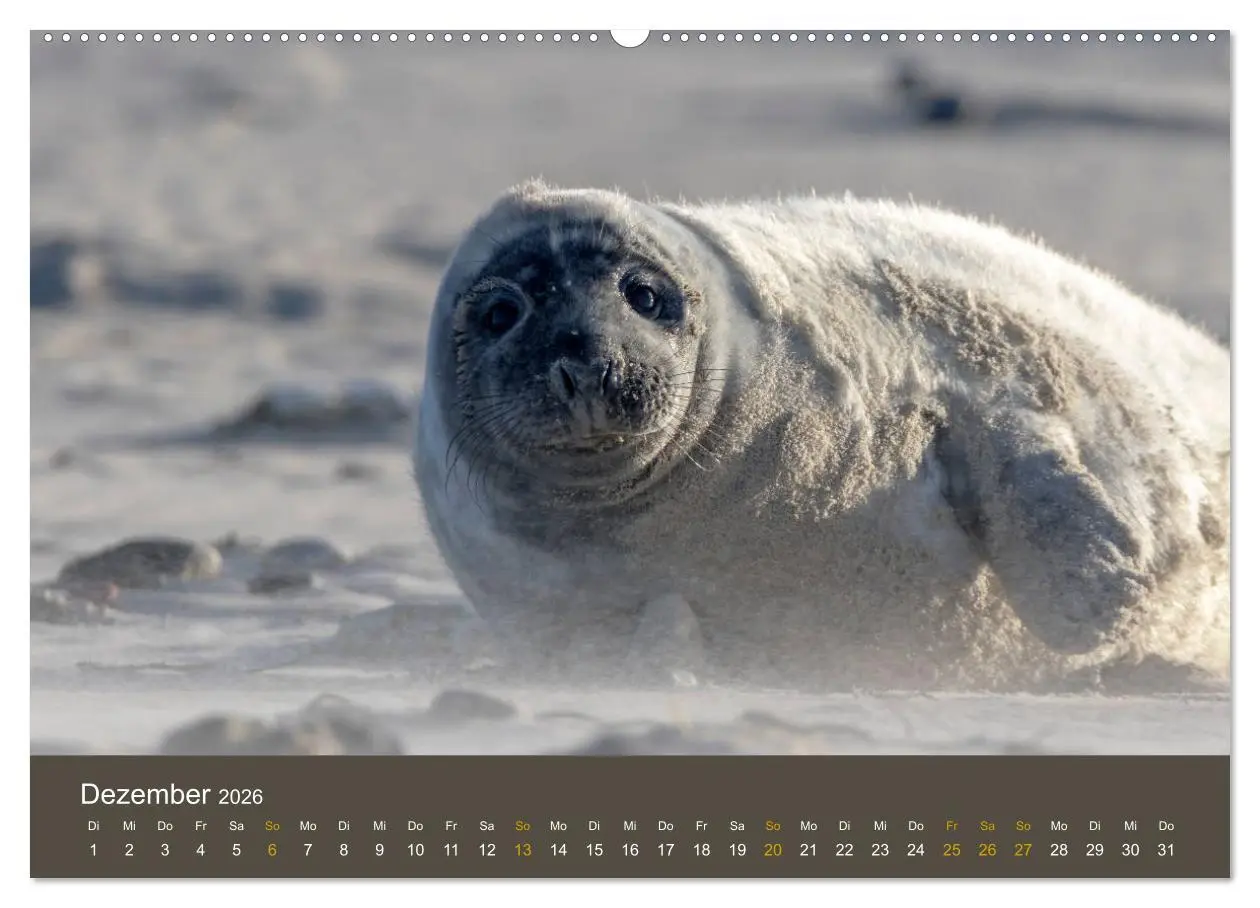 Bild: 9783457939468 | Robben auf der Helgoländer Düne (Wandkalender 2026 DIN A2 quer),...