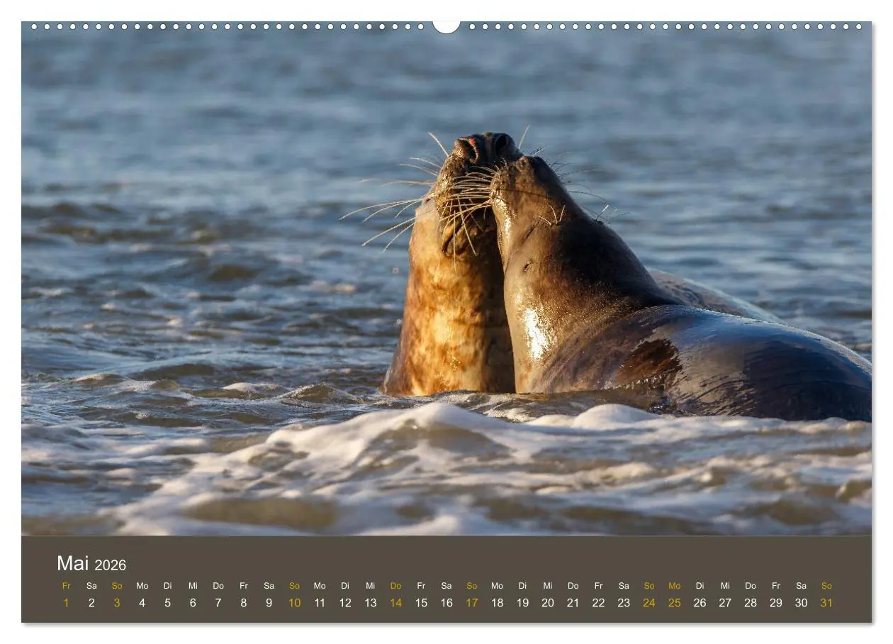 Bild: 9783457939468 | Robben auf der Helgoländer Düne (Wandkalender 2026 DIN A2 quer),...