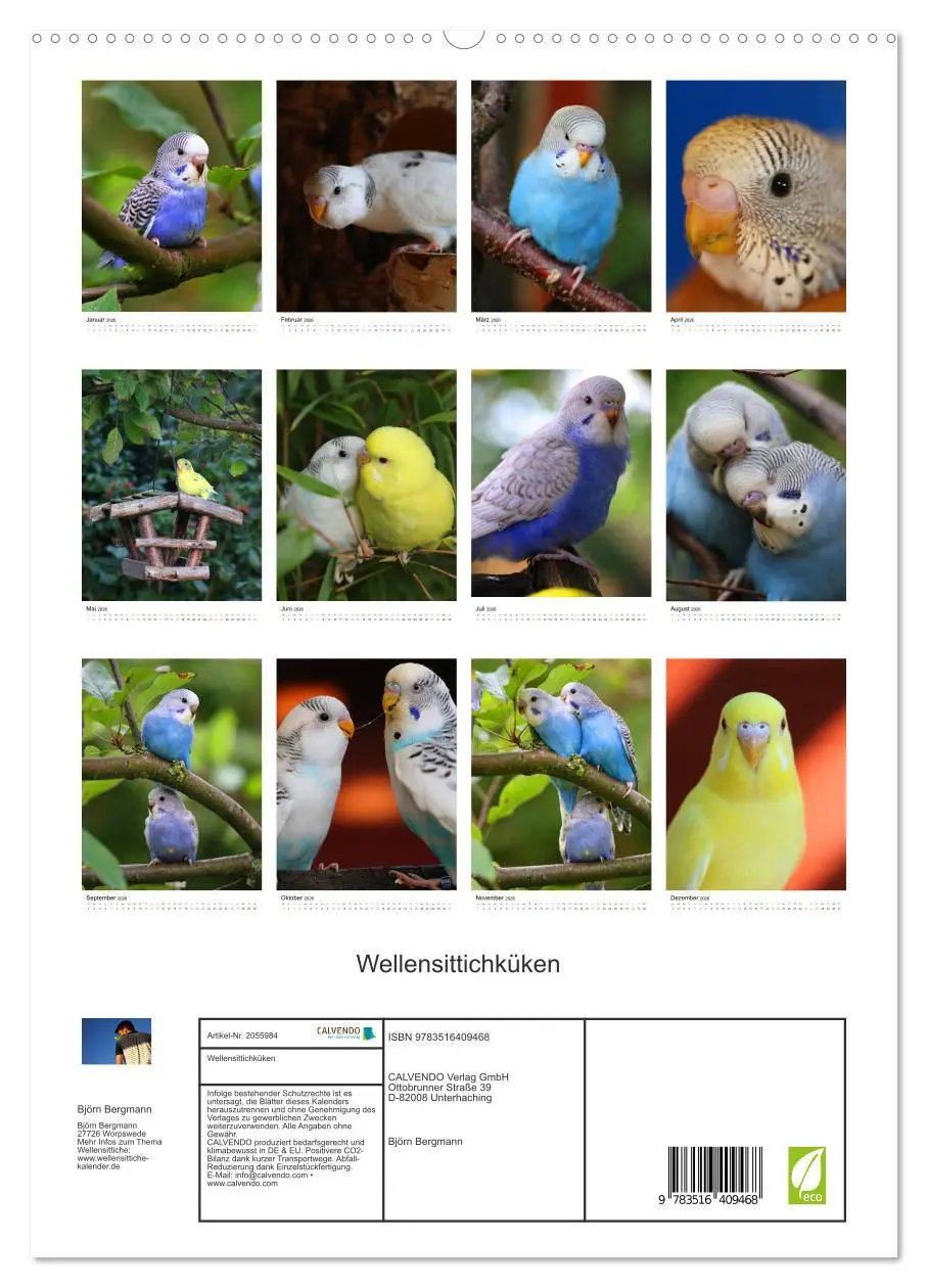 Bild: 9783516409468 | Wellensittichküken (hochwertiger Premium Wandkalender 2026 DIN A2...