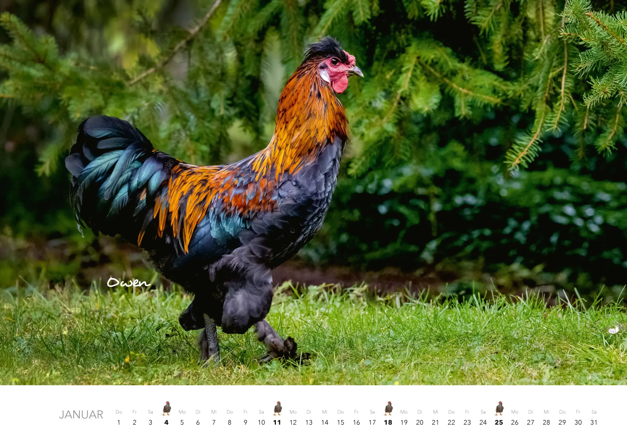 Bild: 9783966649568 | Hühner Kalender 2026 | Der Tierkalender mit den charmanten Namen