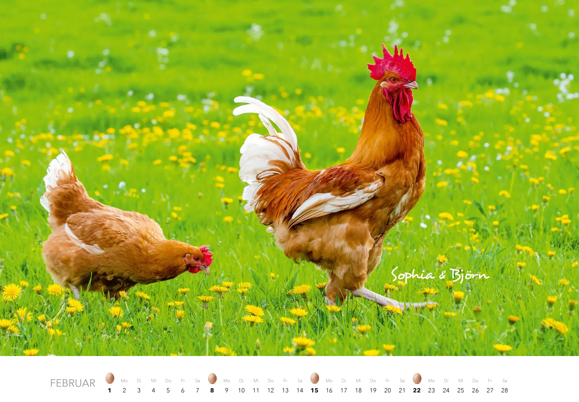 Bild: 9783966649568 | Hühner Kalender 2026 | Der Tierkalender mit den charmanten Namen