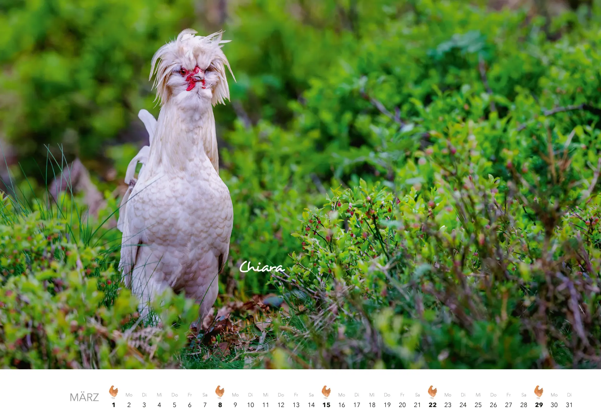 Bild: 9783966649568 | Hühner Kalender 2026 | Der Tierkalender mit den charmanten Namen