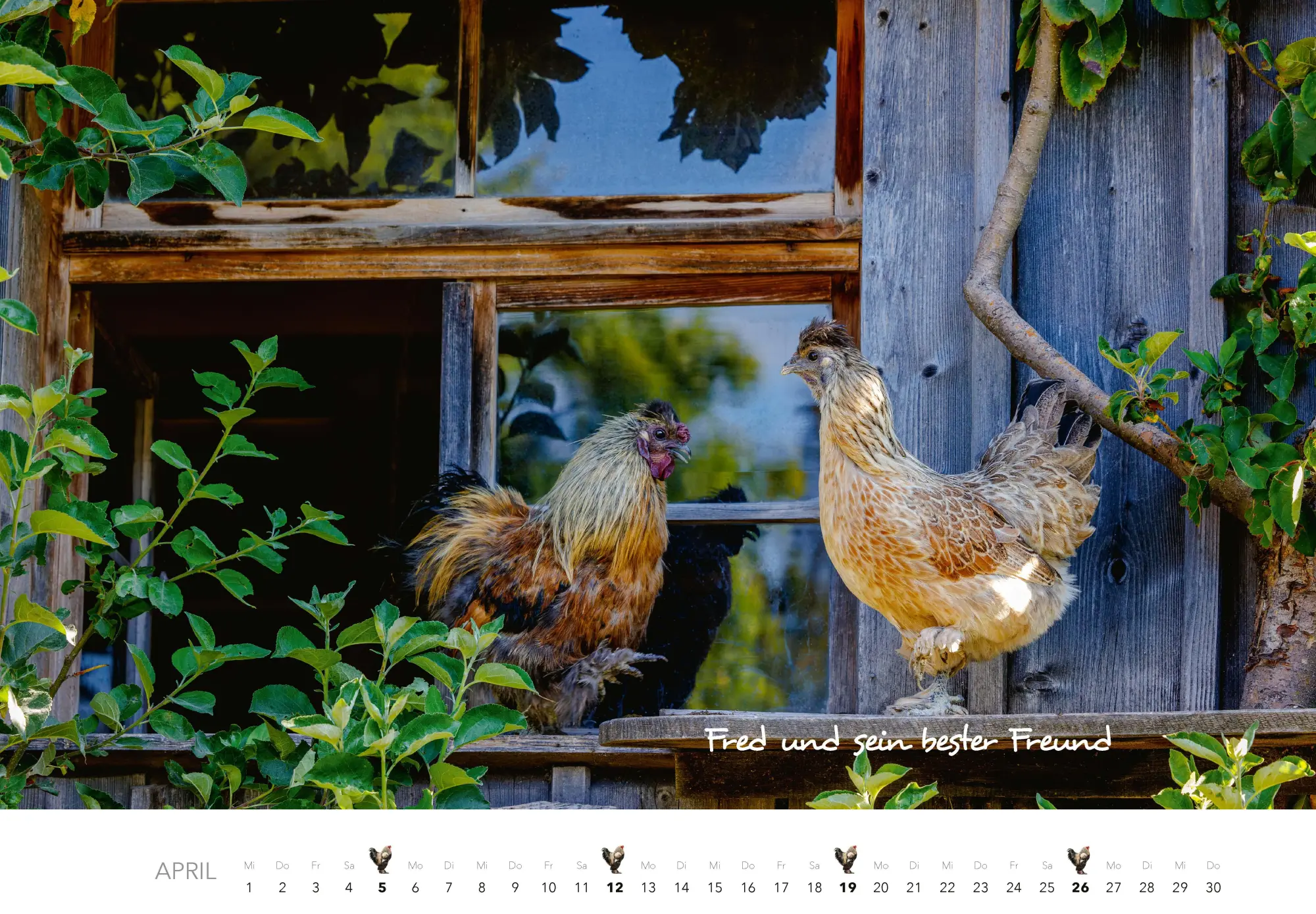 Bild: 9783966649568 | Hühner Kalender 2026 | Der Tierkalender mit den charmanten Namen