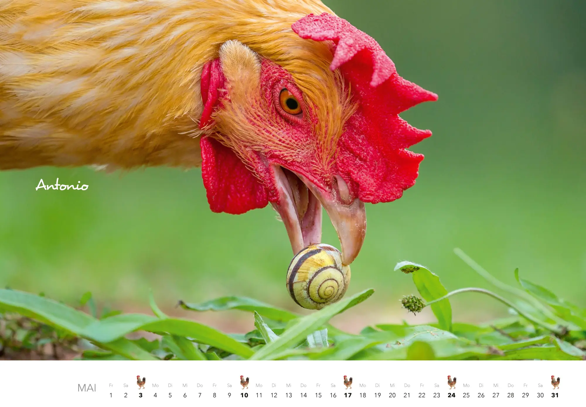 Bild: 9783966649568 | Hühner Kalender 2026 | Der Tierkalender mit den charmanten Namen
