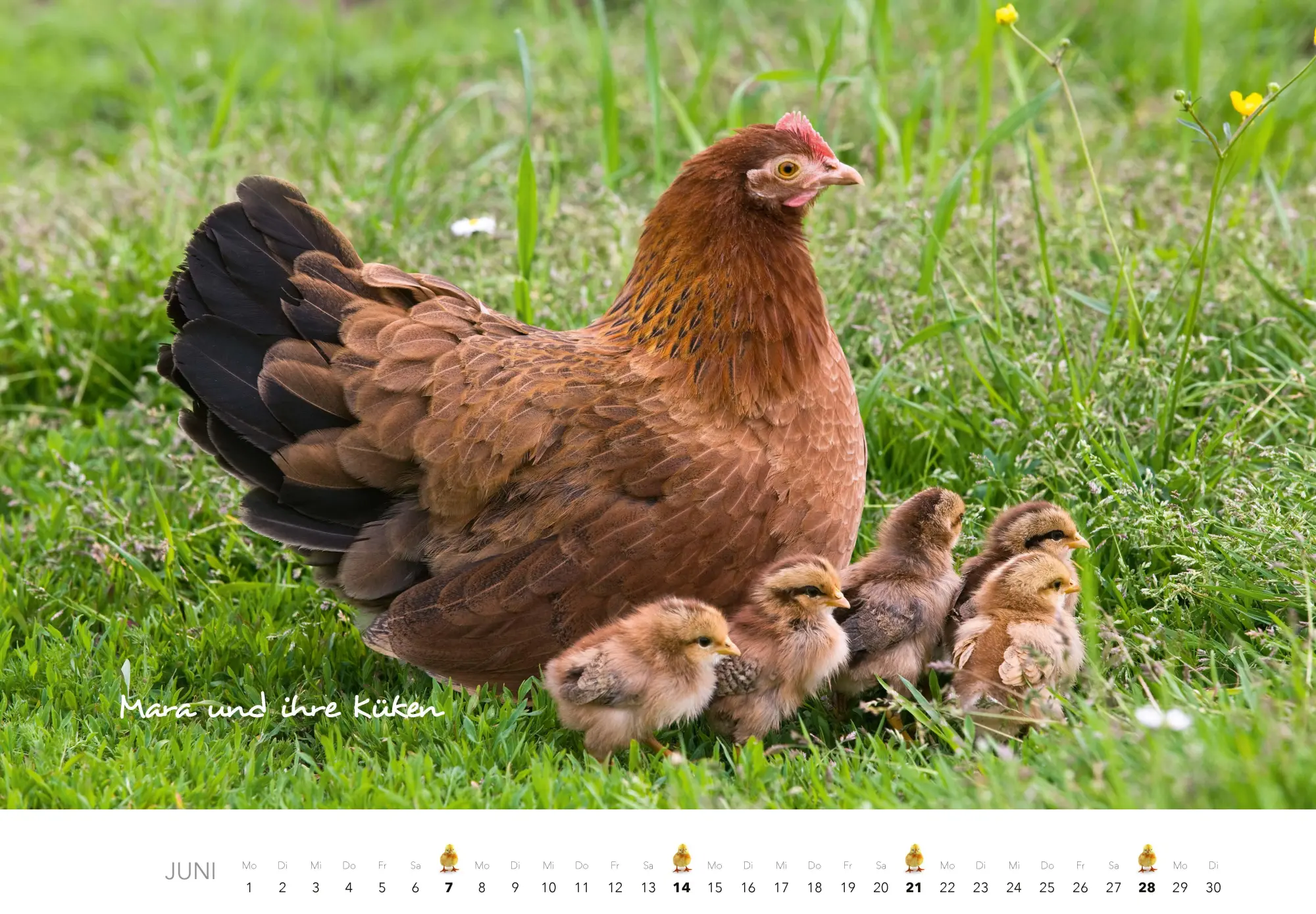 Bild: 9783966649568 | Hühner Kalender 2026 | Der Tierkalender mit den charmanten Namen