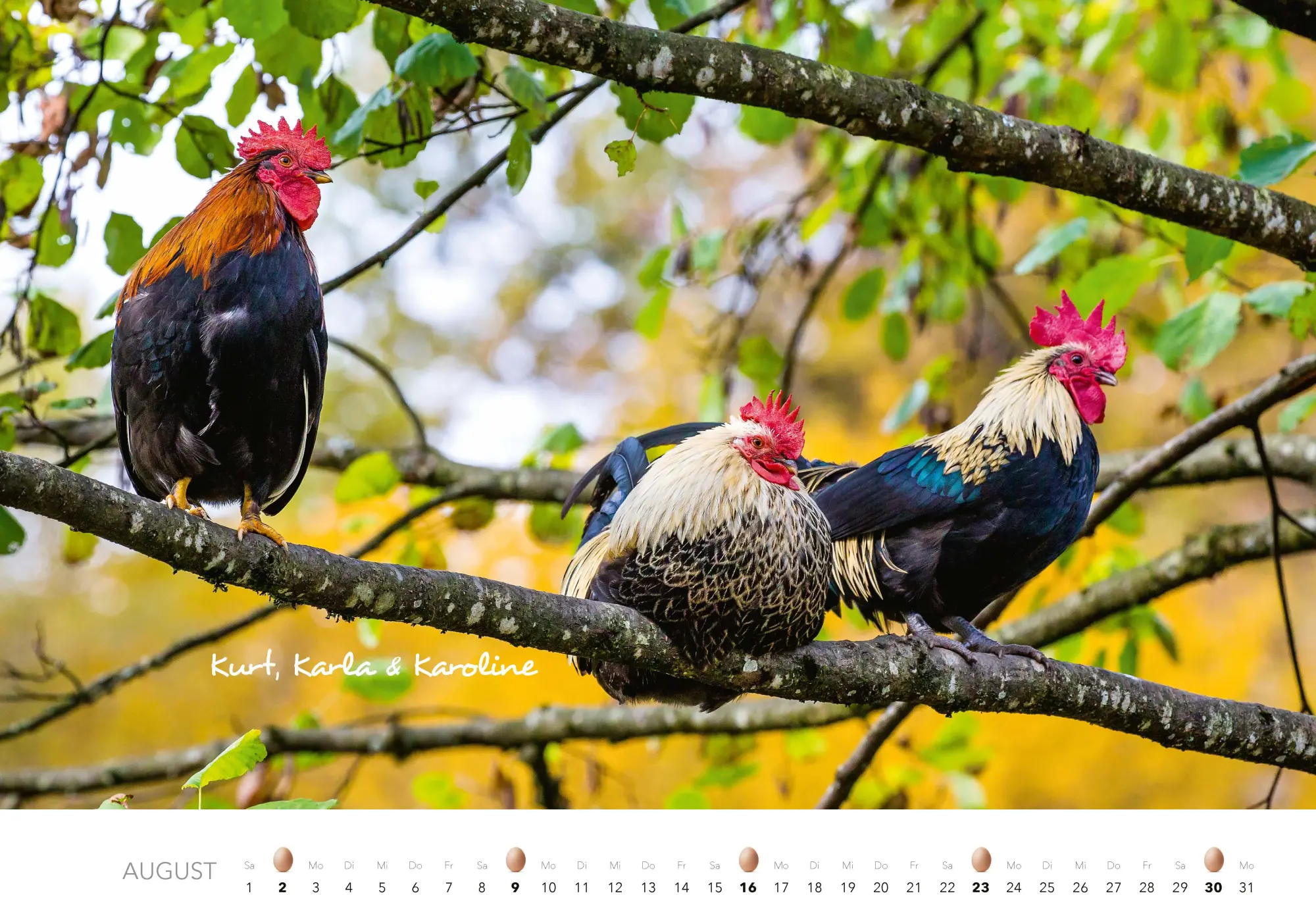 Bild: 9783966649568 | Hühner Kalender 2026 | Der Tierkalender mit den charmanten Namen
