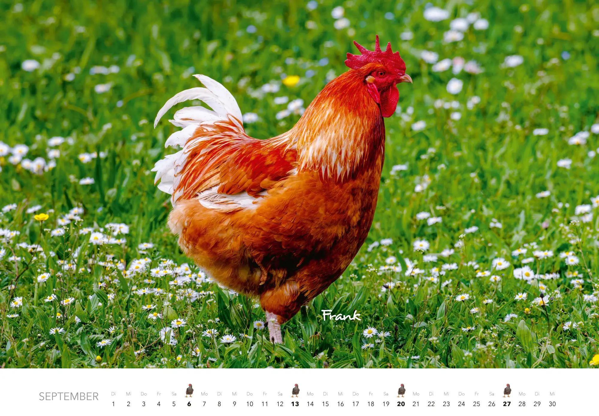 Bild: 9783966649568 | Hühner Kalender 2026 | Der Tierkalender mit den charmanten Namen