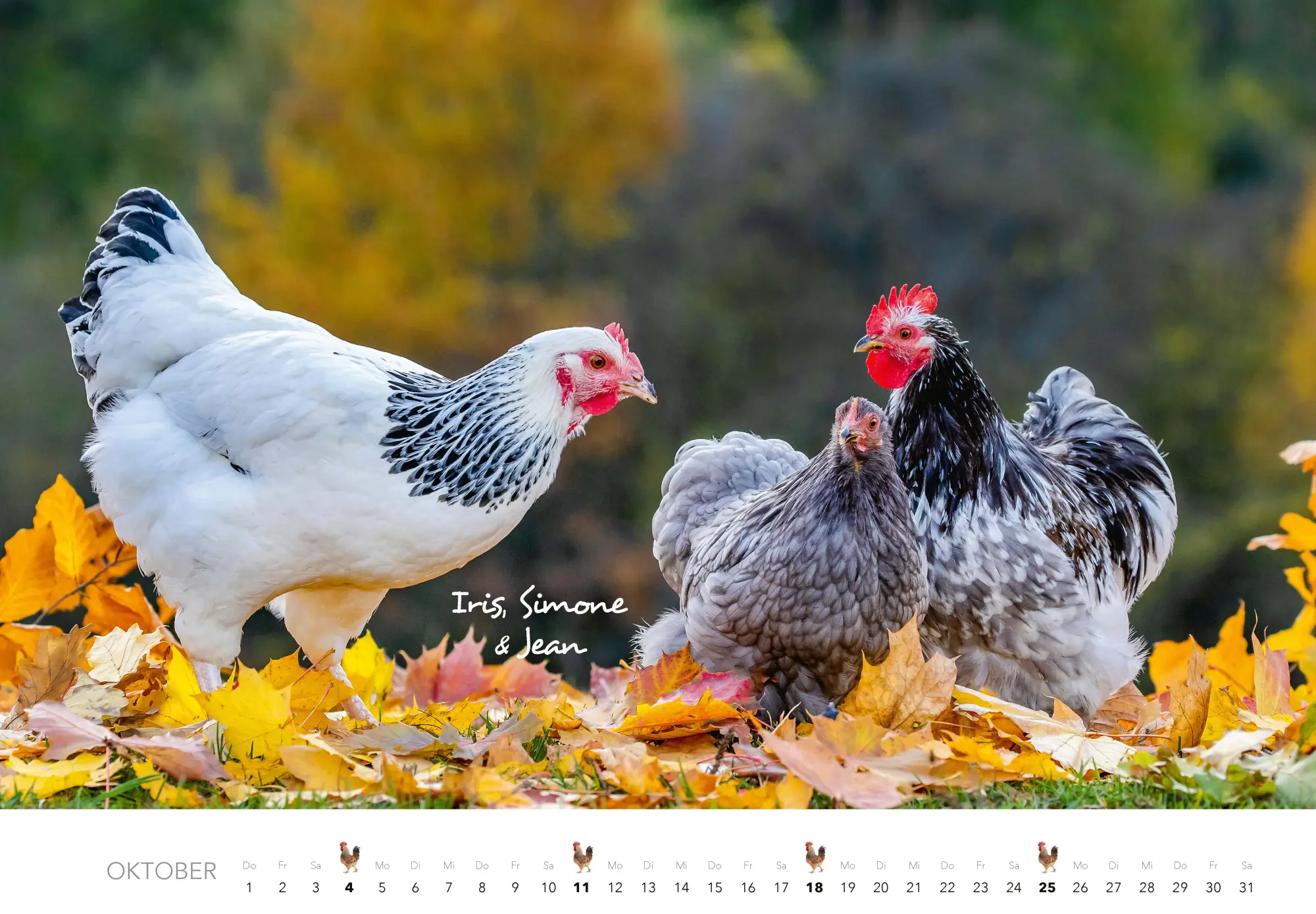 Bild: 9783966649568 | Hühner Kalender 2026 | Der Tierkalender mit den charmanten Namen