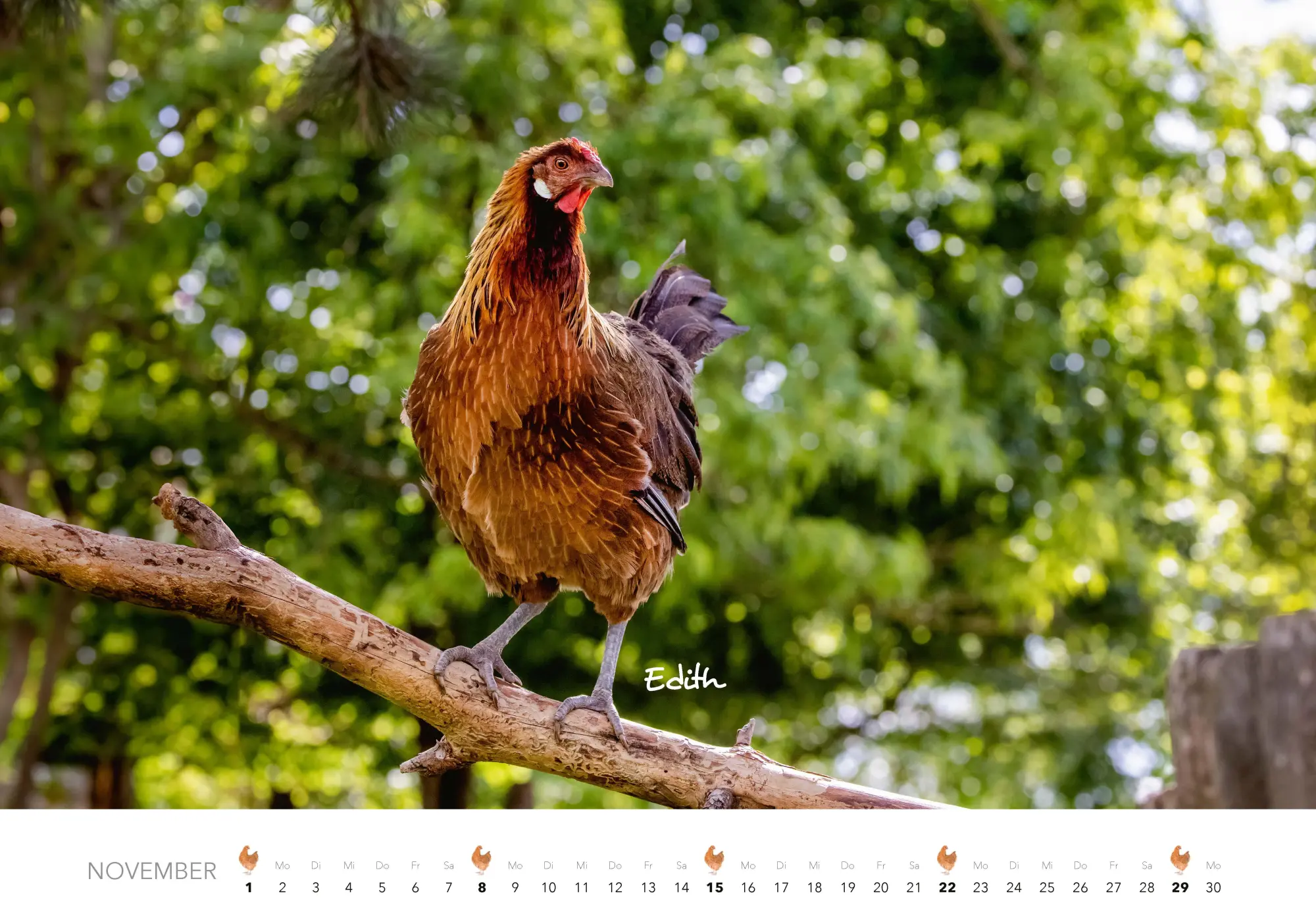 Bild: 9783966649568 | Hühner Kalender 2026 | Der Tierkalender mit den charmanten Namen