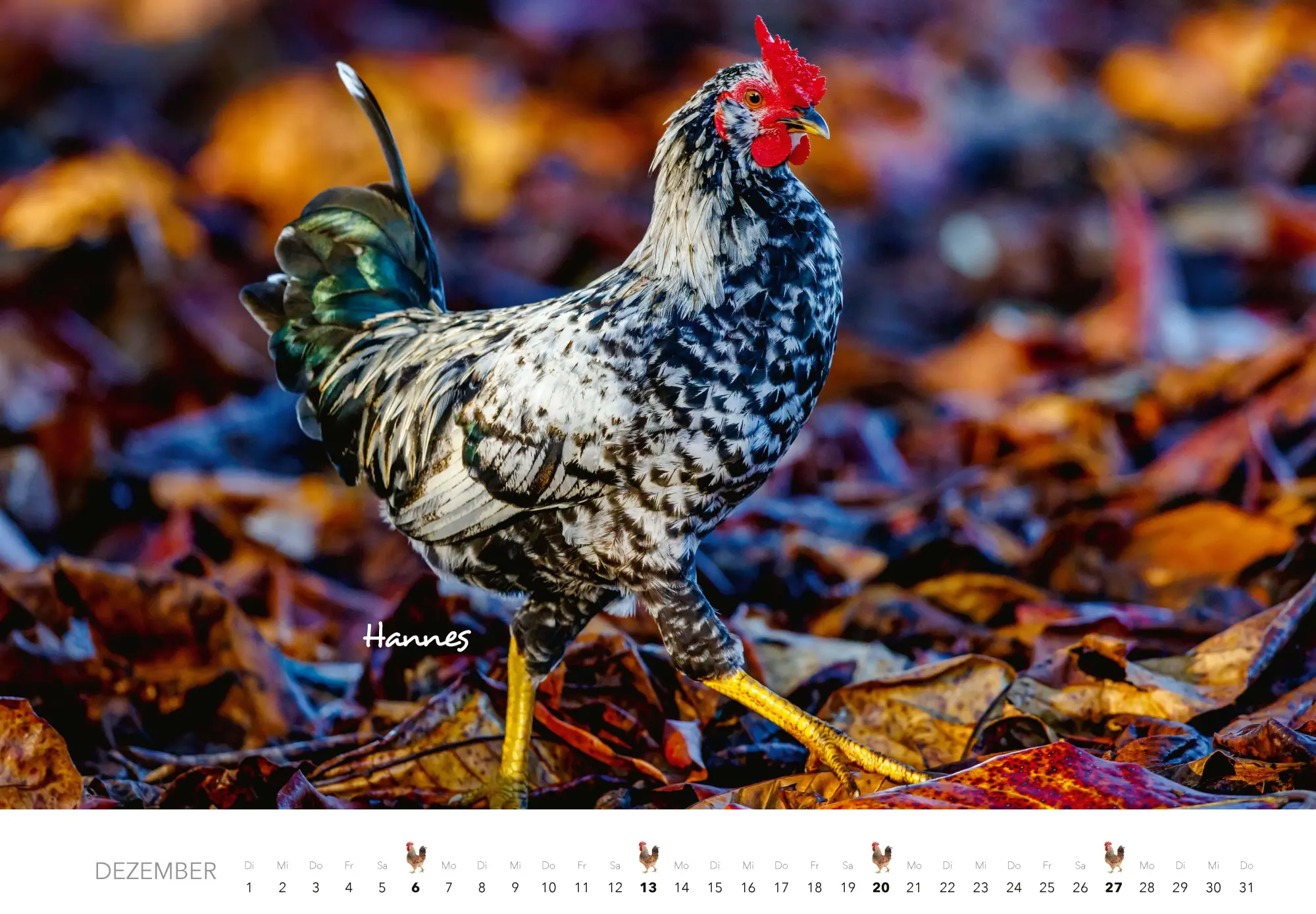 Bild: 9783966649568 | Hühner Kalender 2026 | Der Tierkalender mit den charmanten Namen