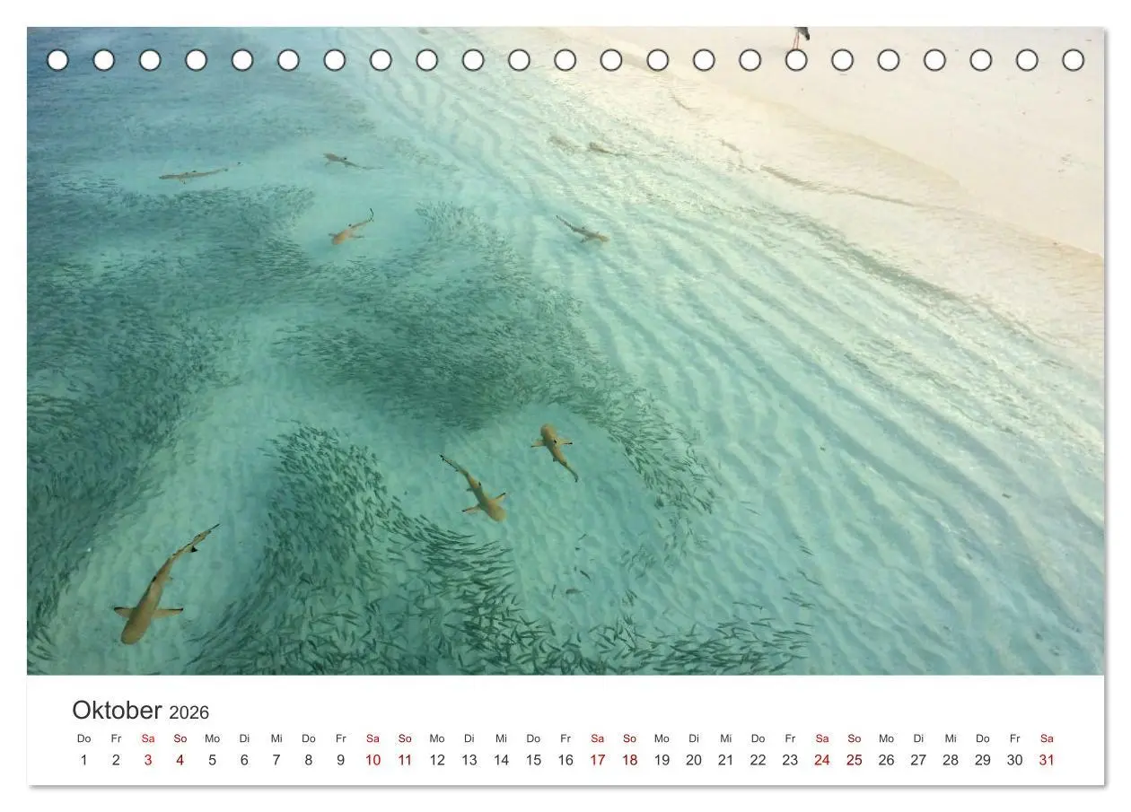 Bild: 9783457609668 | Haie - Könige der Meere. (Tischkalender 2026 DIN A5 quer), CALVENDO...