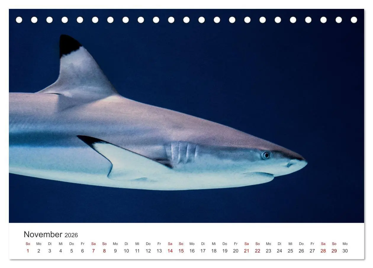 Bild: 9783457609668 | Haie - Könige der Meere. (Tischkalender 2026 DIN A5 quer), CALVENDO...