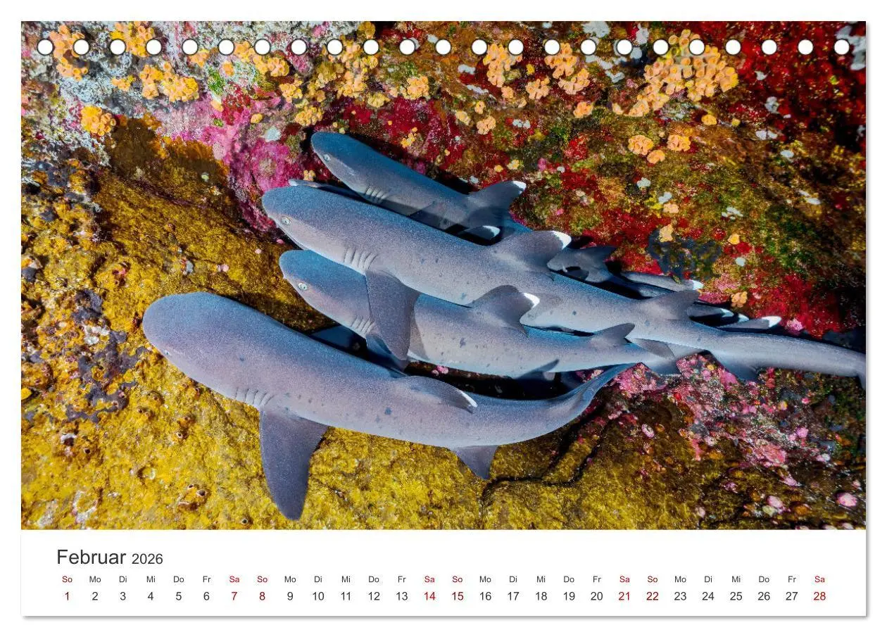 Bild: 9783457609668 | Haie - Könige der Meere. (Tischkalender 2026 DIN A5 quer), CALVENDO...