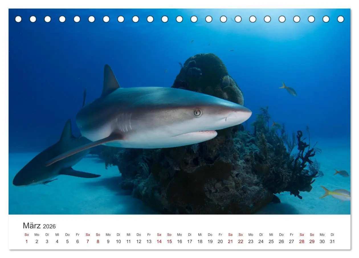 Bild: 9783457609668 | Haie - Könige der Meere. (Tischkalender 2026 DIN A5 quer), CALVENDO...