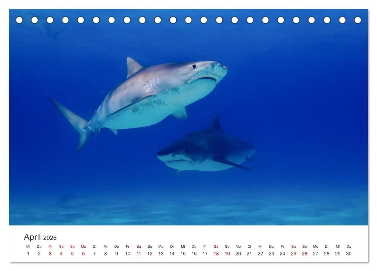 Bild: 9783457609668 | Haie - Könige der Meere. (Tischkalender 2026 DIN A5 quer), CALVENDO...
