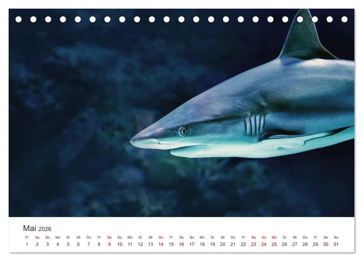Bild: 9783457609668 | Haie - Könige der Meere. (Tischkalender 2026 DIN A5 quer), CALVENDO...