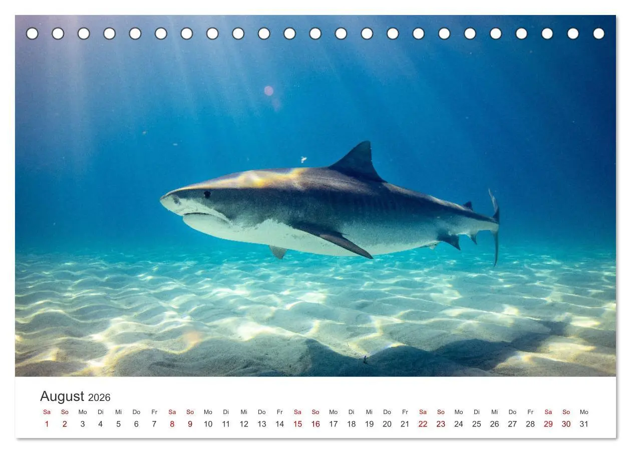 Bild: 9783457609668 | Haie - Könige der Meere. (Tischkalender 2026 DIN A5 quer), CALVENDO...